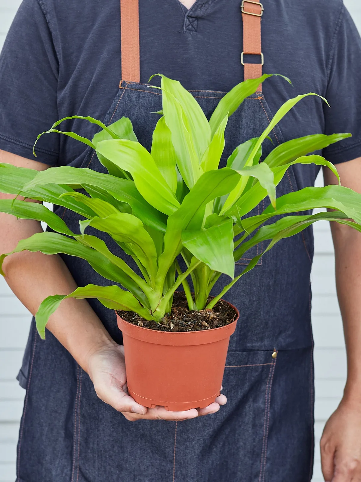 Dracaena 