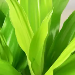 Dracaena 'Lime Light' Limelight — leaf detail close-up