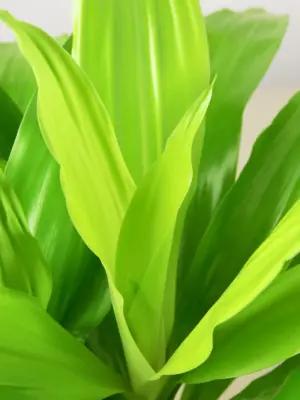 Dracaena 'Lime Light' Limelight — leaf detail close-up