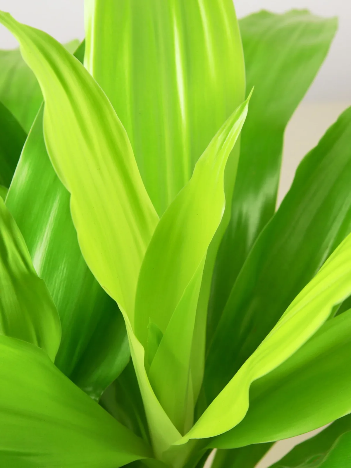 Dracaena 