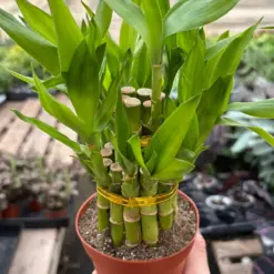 Dracaena 'Lucky Bamboo' houseplant