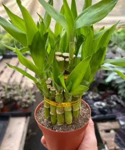 Dracaena 'Lucky Bamboo' houseplant