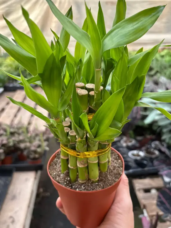 Dracaena 'Lucky Bamboo' houseplant