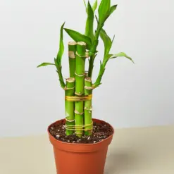 Dracaena 'Lucky Bamboo' — additional view