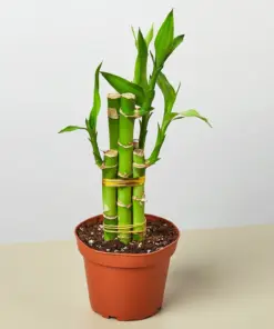 Dracaena 'Lucky Bamboo' — additional view