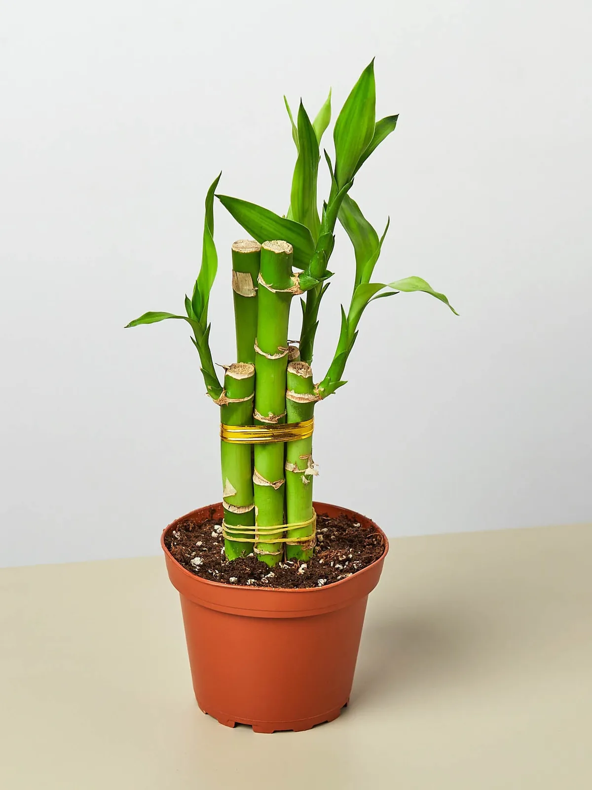 Dracaena 
