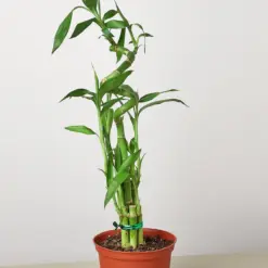 Dracaena 'Lucky Bamboo' — additional view