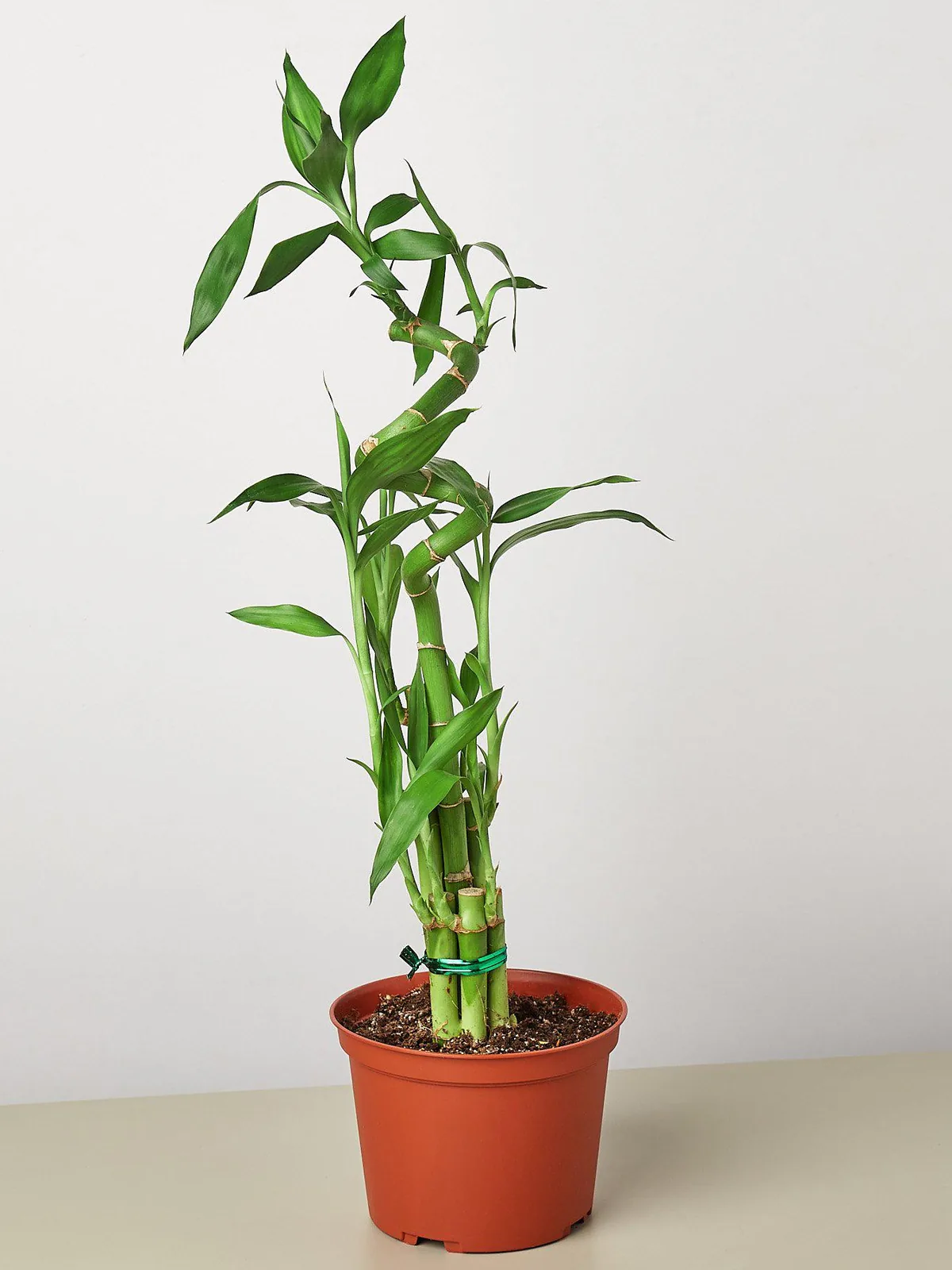 Dracaena 