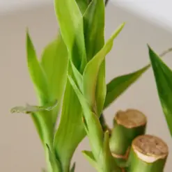 Dracaena 'Lucky Bamboo' — leaf detail close-up