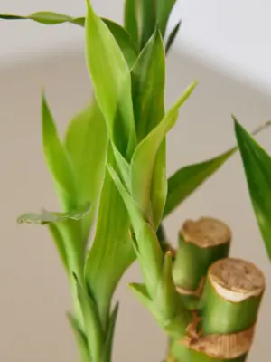 Dracaena 'Lucky Bamboo' — leaf detail close-up