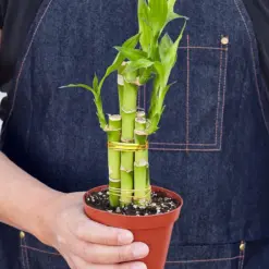 Dracaena 'Lucky Bamboo' — held in hand for size reference