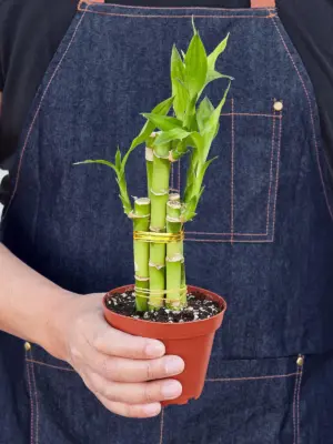 Dracaena 'Lucky Bamboo' — held in hand for size reference