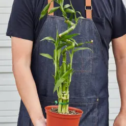 Dracaena 'Lucky Bamboo' — held in hand for size reference