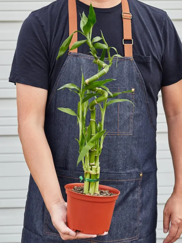 Dracaena 'Lucky Bamboo' — held in hand for size reference