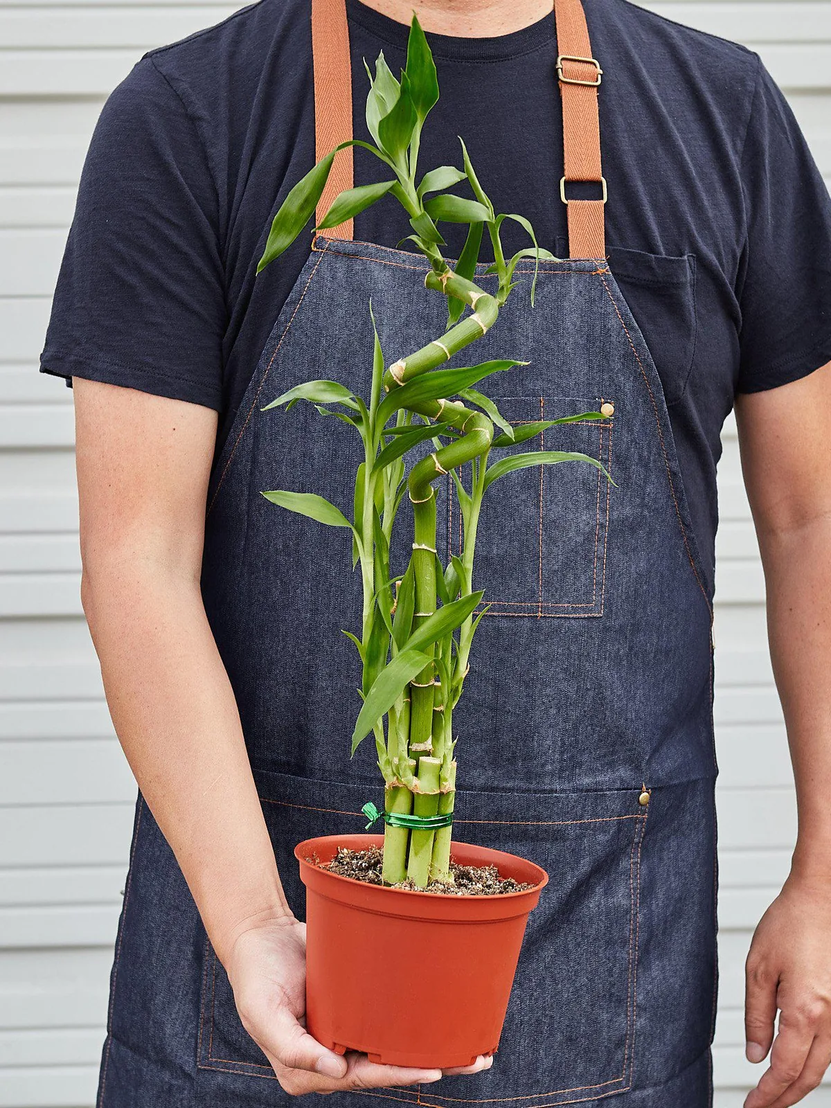 Dracaena 