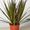 Dracaena 'Marginata Magenta' houseplant