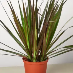 Dracaena 'Marginata Magenta' houseplant