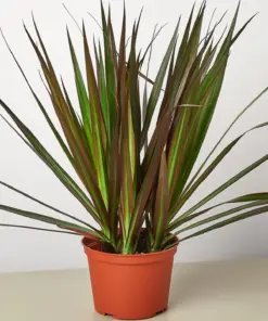 Dracaena 'Marginata Magenta' houseplant