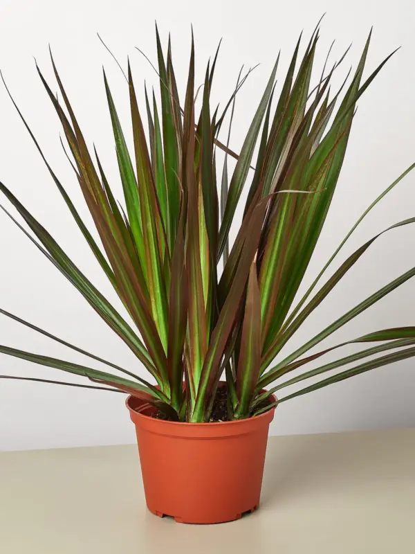Dracaena 'Marginata Magenta' houseplant