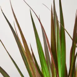 Dracaena 'Marginata Magenta' — leaf detail close-up