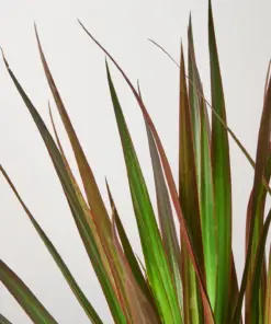 Dracaena 'Marginata Magenta' — leaf detail close-up