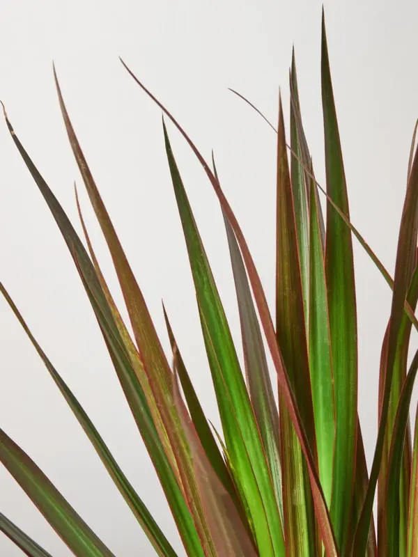 Dracaena 'Marginata Magenta' — leaf detail close-up