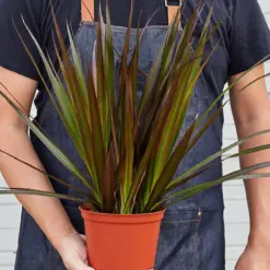 Dracaena 'Marginata Magenta' — held in hand for size reference