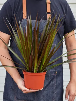 Dracaena 'Marginata Magenta' — held in hand for size reference