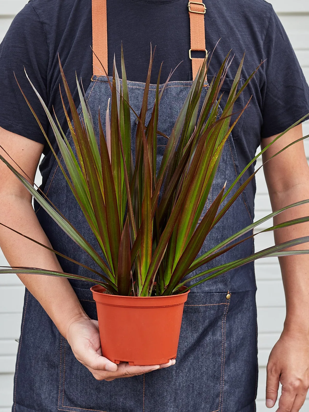 Dracaena 