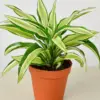 Dracaena 'Malaika' houseplant
