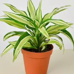 Dracaena 'Malaika' houseplant