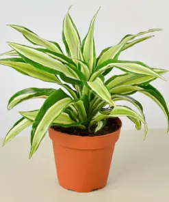 Dracaena 'Malaika' houseplant