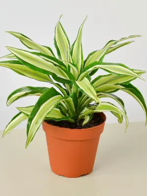 Dracaena 'Malaika' houseplant