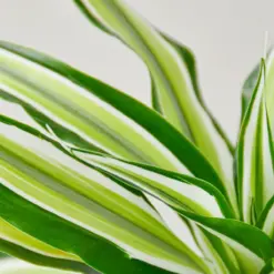 Dracaena 'Malaika' — additional view