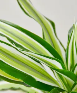 Dracaena 'Malaika' — additional view