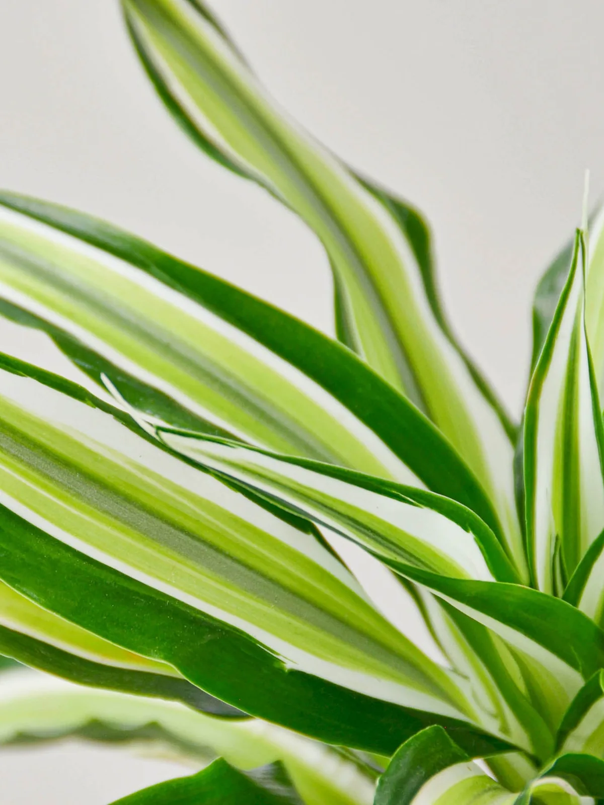 Dracaena 