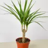 Dracaena 'Marginata Cane' houseplant