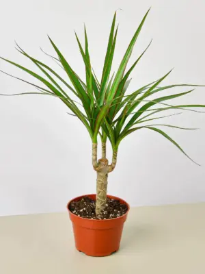 Dracaena 'Marginata Cane' houseplant