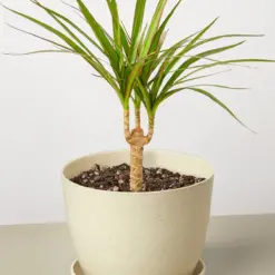 Dracaena 'Marginata Cane' — additional view