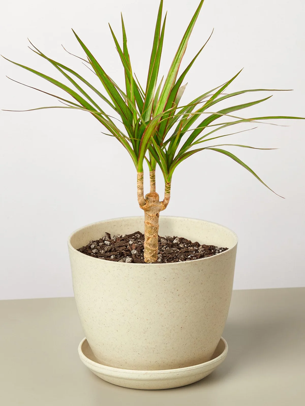 Dracaena 