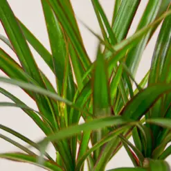 Dracaena 'Marginata Cane' — leaf detail close-up