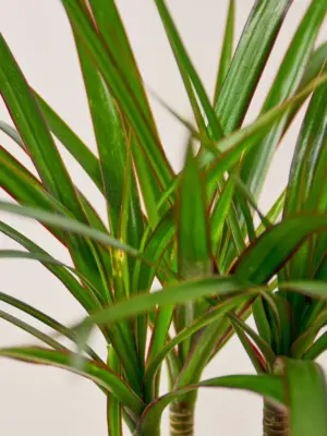 Dracaena 'Marginata Cane' — leaf detail close-up
