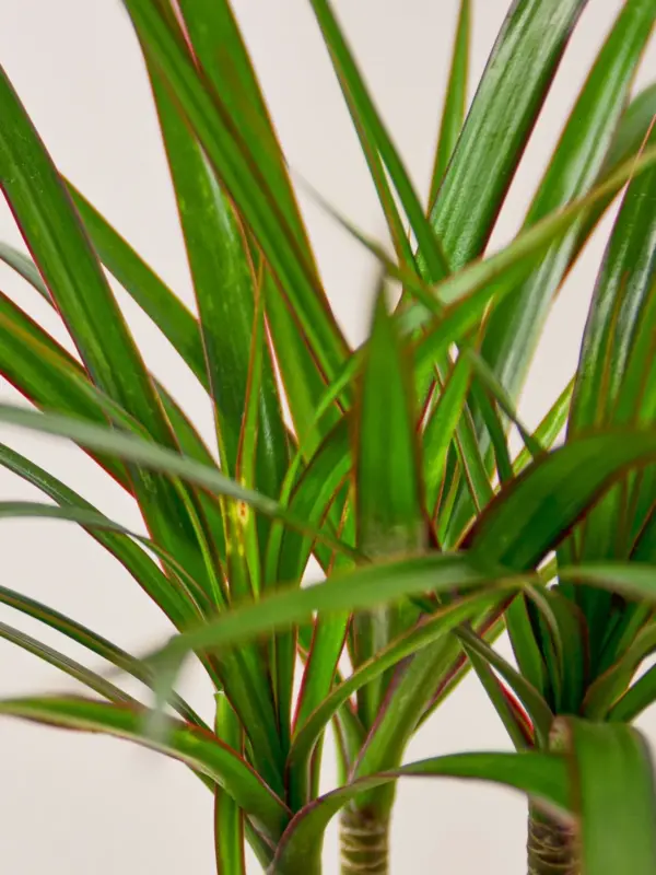 Dracaena 'Marginata Cane' — leaf detail close-up