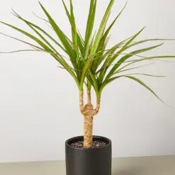 Dracaena 'Marginata Cane' — additional view