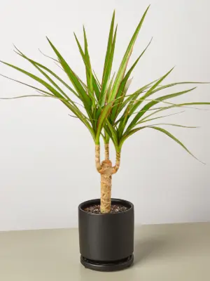 Dracaena 'Marginata Cane' — additional view