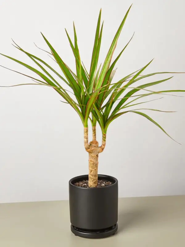 Dracaena 'Marginata Cane' — additional view