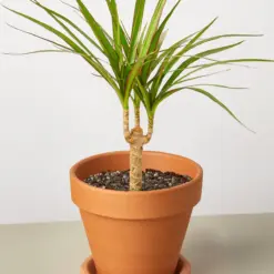 Dracaena 'Marginata Cane' — additional view