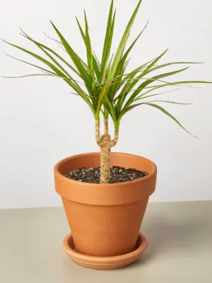 Dracaena 'Marginata Cane' — additional view
