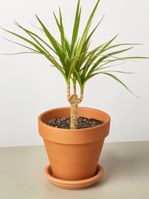 Dracaena 'Marginata Cane' — additional view