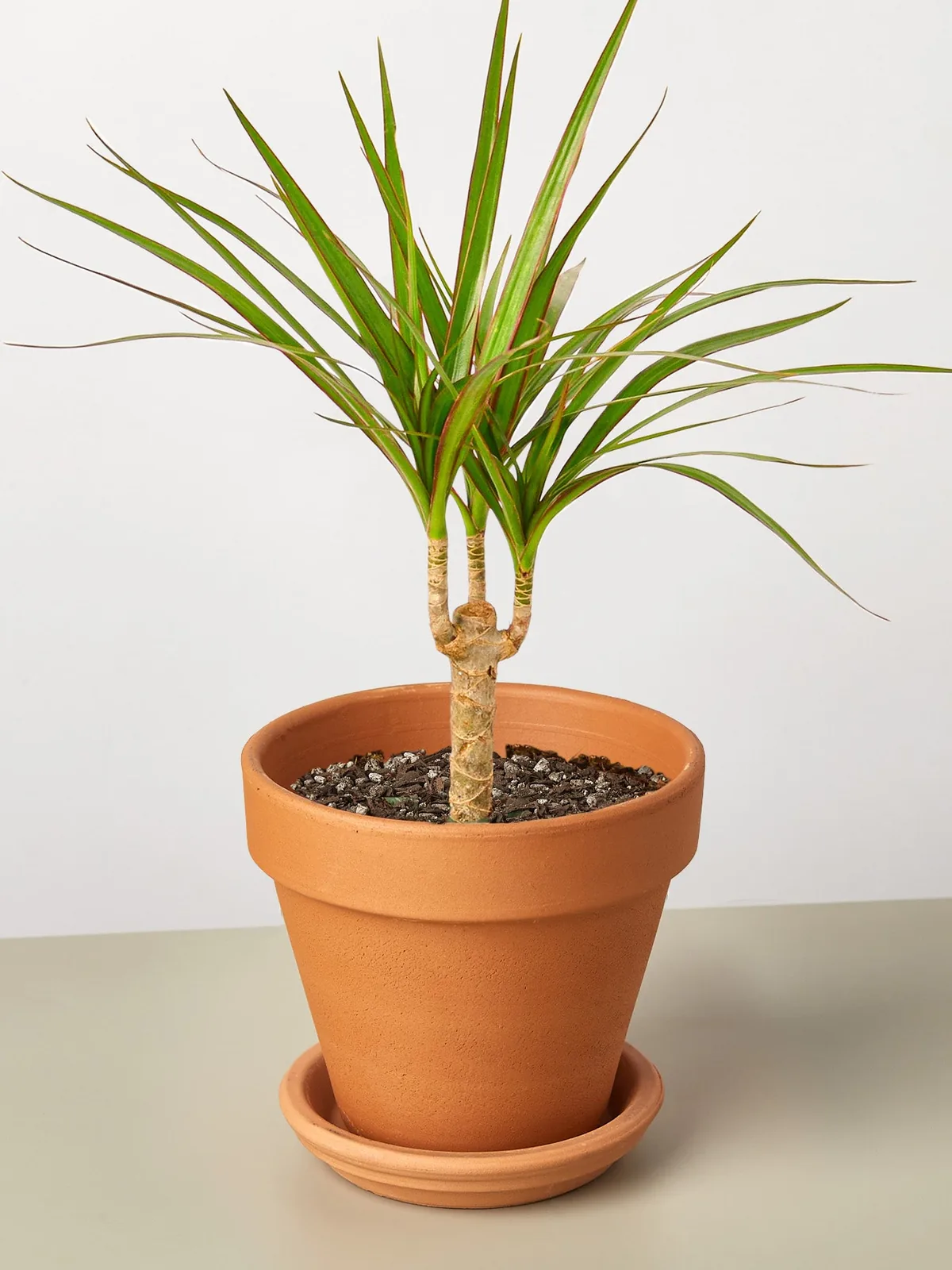 Dracaena 